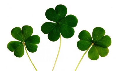 Irish cryptocurrency exchange Bitsane plays vanishing act; scores of Bitcoin, XRP wiped clear