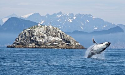 XRP whales move more than 500,000,000 XRP