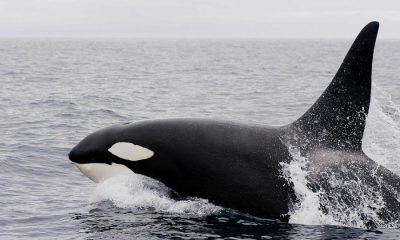 XRP whales move native coin worth more than $4 million as the crypto market continues its sideways movement