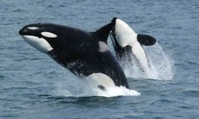 XRP whales continue to move XRP with different transactions registering more than $12 million in total