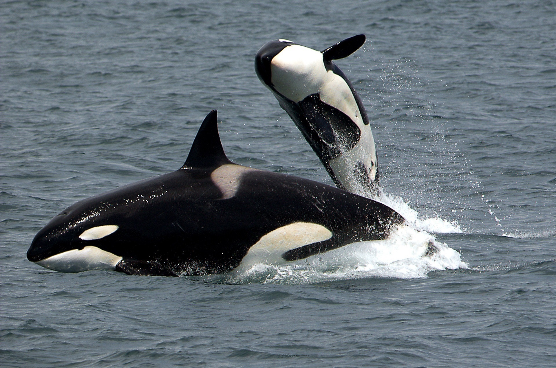 Whale transfer of $46 billion USDT attempted; but transaction deemed invalid