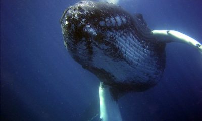 BTC whales move $1 billion worth king coins, in-line to Bakkt's announcement
