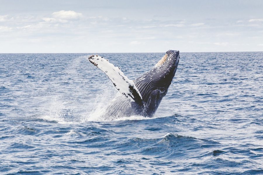BTC whales move $20 million worth digital gold in different transactions
