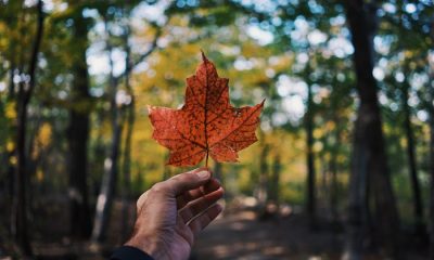 RippleNet member InstaReM expands its foothold in Canada