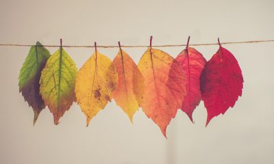 Monero is on to a breaish run, while IOTA and NANO aim higher