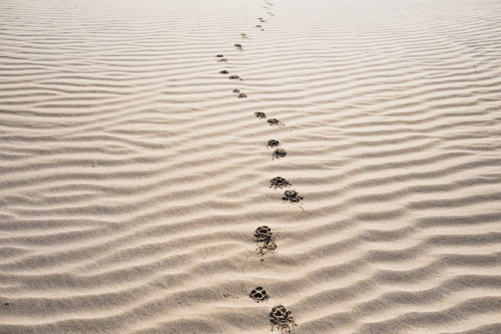 XRP continues its bull ride; Decred and Dogecoin follow suit