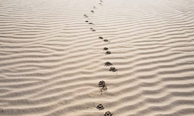 XRP continues its bull ride; Decred and Dogecoin follow suit