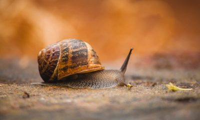 Bitcoin: Are the snail-like developments putting top coin's position at risk?