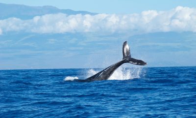 Bitcoin whales are either in it for the cash or the crypto