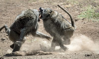 Bitcoin longs might bite the dust soon