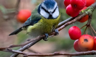 Is DeFi a low-hanging fruit?