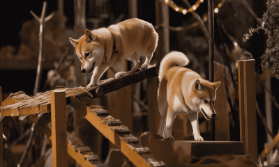 Assessing the odds of Dogecoin sustaining its bull rally 